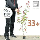 【お試し】 レッドロビン 3.5号 苗木 (33本) (高さ90?110cm)苗 苗木 苗ポット セイヨウカナメ カナメモチ 生垣 垣根 目隠し 壁面緑化 グリ...