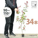 【お試し】 レッドロビン 3.5号 苗木 (34本) (高さ90?110cm)苗 苗木 苗ポット セイヨウカナメ カナメモチ 生垣 垣根 目隠し 壁面緑化 グリ...