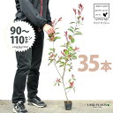 【お試し】 レッドロビン 3.5号 苗木 (35本) (高さ90?110cm)苗 苗木 苗ポット セイヨウカナメ カナメモチ 生垣 垣根 目隠し 壁面緑化 グリ...