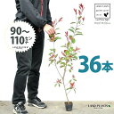 【お試し】 レッドロビン 3.5号 苗木 (36本) (高さ90?110cm)苗 苗木 苗ポット セイヨウカナメ カナメモチ 生垣 垣根 目隠し 壁面緑化 グリ...