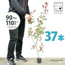 【お試し】 レッドロビン 3.5号 苗木 (37本) (高さ90?110cm)苗 苗木 苗ポット セイヨウカナメ カナメモチ 生垣 垣根 目隠し 壁面緑化 グリ...