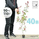 【お試し】 レッドロビン 3.5号 苗木 (40本) (高さ90?110cm)苗 苗木 苗ポット セイヨウカナメ カナメモチ 生垣 垣根 目隠し 壁面緑化 グリ...