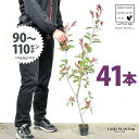 【お試し】 レッドロビン 3.5号 苗木 (41本) (高さ90?110cm)苗 苗木 苗ポット セイヨウカナメ カナメモチ 生垣 垣根 目隠し 壁面緑化 グリ...