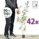 【お試し】 レッドロビン 3.5号 苗木 (42本) (高さ90?110cm)苗 苗木 苗ポット セイヨウカナメ カナメモチ 生垣 垣根 目隠し 壁面緑化 グリ...