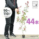 【お試し】 レッドロビン 3.5号 苗木 (44本) (高さ90?110cm)苗 苗木 苗ポット セイヨウカナメ カナメモチ 生垣 垣根 目隠し 壁面緑化 グリ...