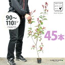 【お試し】 レッドロビン 3.5号 苗木 (45本) (高さ90?110cm)苗 苗木 苗ポット セイヨウカナメ カナメモチ 生垣 垣根 目隠し 壁面緑化 グリ...