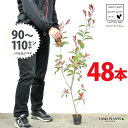【お試し】 レッドロビン 3.5号 苗木 (48本) (高さ90?110cm)苗 苗木 苗ポット セイヨウカナメ カナメモチ 生垣 垣根 目隠し 壁面緑化 グリ...