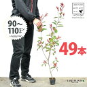【お試し】 レッドロビン 3.5号 苗木 (49本) (高さ90?110cm)苗 苗木 苗ポット セイヨウカナメ カナメモチ 生垣 垣根 目隠し 壁面緑化 グリ...