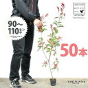 【お試し】 レッドロビン 3.5号 苗木 (50本) (高さ90?110cm)苗 苗木 苗ポット セイヨウカナメ カナメモチ 生垣 垣根 目隠し 壁面緑化 グリ...
