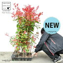 【ケース販売】 レッドロビン 3.5号 苗木 (20本) (高さ90?110cm)苗 苗木 苗ポット セイヨウカナメ カナメモチ 生垣 垣根 目隠し 壁面緑化 ...