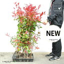 【ケース販売】 レッドロビン 3.5号 苗木 (20本) (高さ90?110cm)苗 苗木 苗ポット セイヨウカナメ カナメモチ 生垣 垣根 目隠し 壁面緑化 ...