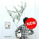 オリーブ苗木 6号サイズ 白色鉢カバーセット オリーブ オリーブの木 オリーブ苗 苗 苗木 鉢植え 敬老の日 ポイント消化 観葉植物