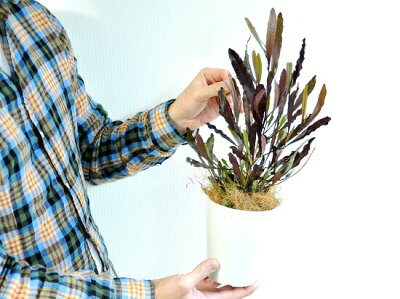 初心者におすすめ ドドナエアの育て方を解説 時期ごとの葉の変化を楽しもう 暮らし の 初心者におすすめ ドドナエアの育て方を解説 時期ごとの葉の変化を楽しもう 暮らし の