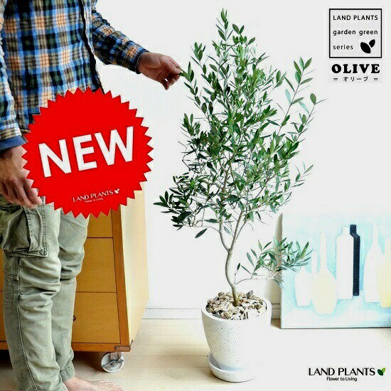 Seal限定商品 New オリーブ 白色エッグポット植えた オリーブの木 鉢植えオリーブ 楽ギフ メッセ 楽ギフ メッセ入力 結婚式で両親へのプレゼント 結婚式の記念品 親贈呈ギフト 両 Jasminethainl Com Seal限定商品 New オリーブ 白色エッグポット植えた オリーブの木 鉢植えオリーブ 楽ギフ メッセ 楽ギフ メッセ入力 結婚式で両親へのプレゼント 結婚式の記念品 親贈呈ギフト 両 Jasminethainl Com