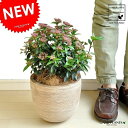 ビバーナムティヌス(低木仕立て) デザインの良い テラコッタ鉢 1鉢 【ココファイバー】 ビブルナム ビバーナムティヌス Viburnum tinus