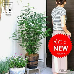 https://thumbnail.image.rakuten.co.jp/@0_mall/landplants2/cabinet/h03990639/halrc0091546098.jpg