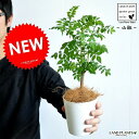 【お試し】 山椒（サンショウ） 4号 白色 プラスチック鉢 サンショウ苗 山椒の木 木の芽 ハジカミ 葉サンショウ 葉山椒 苗木 バルコニスト 香辛料 蝶々のエサ チョウチョ 観葉植物