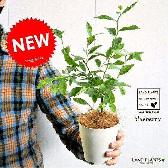 楽天市場 お試し ブルーベリー ティフブルー 4号 白色 プラスチック鉢 鉢植え 苗木 敬老の日 ポイント消化 観葉植物 ランドプランツ 楽天市場 お試し ブルーベリー ティフブルー 4号 白色 プラスチック鉢 鉢植え 苗木 敬老の日 ポイント消化 観葉植物 ランドプランツ
