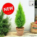 ゴールドクレスト (茶色)モスポット トール ラウンド型 MOSS POT コニファ ウィルマ クリスマスツリー クレスト 苗 苗木 ウイルマ 観葉植物 テラコ...