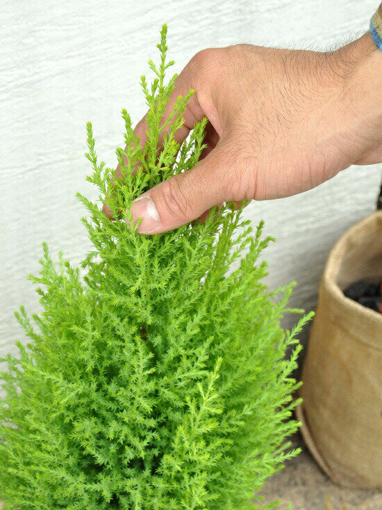 楽天市場 ゴールドクレスト 灰色 モスポット トール ラウンド型 Moss Pot コニファ ウィルマ クリスマスツリー クレスト 苗 苗木 ウイルマ 観葉植物テラコッタ 素焼 陶器 ブラック グレー 黒 灰 ランドプランツ
