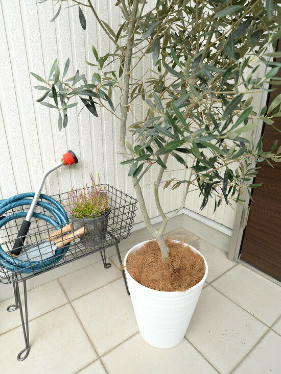 オリーブ で素敵なワンポイントを 10号 観葉植物 オリーブ 苗木 尺 白 セラーアート鉢 大型 尺鉢 鉢植え オリーブ苗 玄関 ベランダに 白色 苗 苗木 オリーブの木 オリーブの樹 観葉植物 植木 ココヤシファイバー ヤシ繊維 橄欖 かんらん ホワイト 白 プラ鉢 ランド