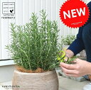 ローズマリー (横縞) ぽってり可愛い テラコッタ ラウンド型 立性 鉢植え 苗 苗木 ローズマリ ハーブ ハーヴ 素焼 陶器 茶 こげ茶 ブラウン ベージュ ...