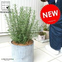 ローズマリー アルミ鉢カバーセット (縦すじ) 5号サイズ 鉢植え 立性 苗 苗木 ローズマリ 金属 灰色 グレー ねずみ 丸 ココヤシファイバーー