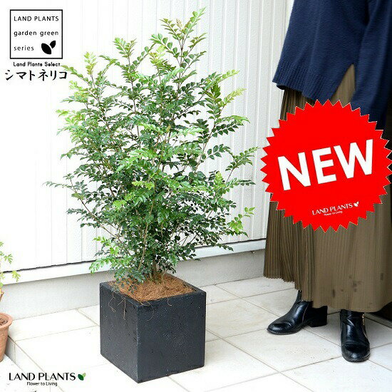 ɥե㤨֥ޥȥͥꥳ ʹ եС 塼 ݥå ȭ  Ω ȥͥꥳ FIBER CLAYʥեС쥤 ȭ   ֥å  ͳ    緿  տʪפβǤʤ16,980ߤˤʤޤ