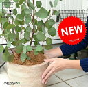 丸葉 ユーカリ (ポポラス) デザインの良い テラコッタ 鉢植え 大型 ポリアンセモス シルバーリーフ フトモモ 素焼 鉢 苗 苗木 茶 茶色 ベージュ 観葉植...