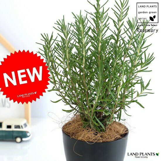 ޥ꡼ 4 ʹ ץ饹åȭ Ω ϡ ȭ   ץȭ  ֥å  տʪ rosemary