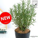 ローズマリー 4号 (黒色) プラスチック鉢 立性 ハーブ 鉢植え 苗 苗木 プラ鉢 黒 ブラック 丸 観葉植物 rosemary