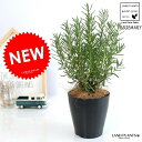 【お試し】 ローズマリー 4号 (黒色) プラスチック鉢 立性 ハーブ 鉢植え 苗 苗木 プラ鉢 黒 ブラック 丸 観葉植物 rosemary