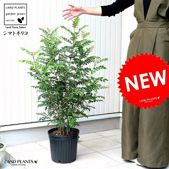 シマトネリコ シマトネリコ 苗木 （株立ち）7号 プラスチック ポット苗 1鉢 H90cm程度 Fraxinus griffithii