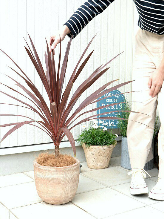 ���緿�� ���른��� �ʥ�åɥ������� �ǥ�������ɤ� �ƥ饳�å� ȭ���� �Ǿ� �Ǿ�ȭ �緿 �� ���� ����̵�� ���տ�ʪ �� �㿧 �١����� �ɥ饻�� ��