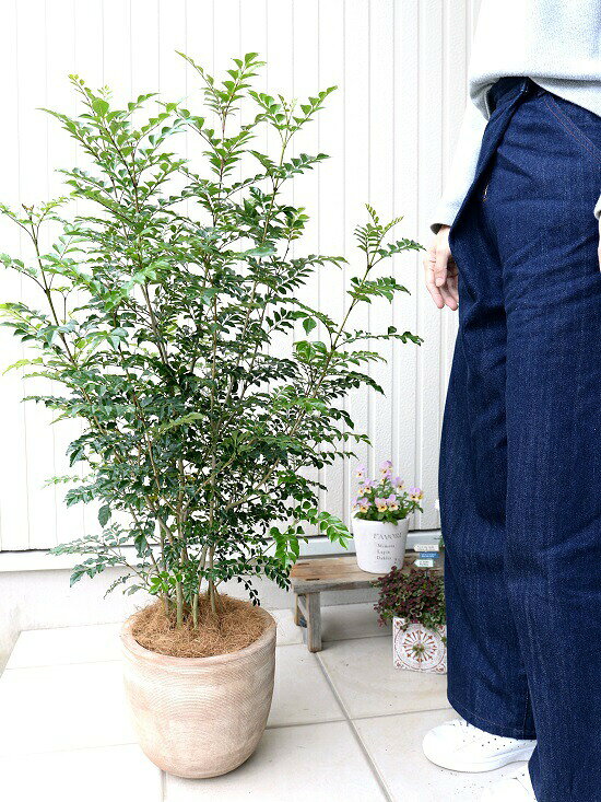 Other Aquatic Plants - シマトネリコ デザインの良い テラコッタ 鉢植え （横縞） 株立ち 素焼 陶器鉢 鉢 茶色 茶 こげ茶 ベージュ 苗 苗木 大型 8号 観葉植物