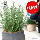 ローズマリー ぽってり可愛い テラコッタ ラウンド型 (黒色)立性 鉢植え 苗 苗木 ローズマリ ハーブ ハーヴ 素焼 陶器 黒 灰色 ブラック ココヤシファイ...