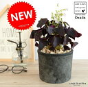 オキザリス(紫) 黒色 モスポット シリンダー型 【天然砕石】 テラコッタ 鉢植え 鉢 なえ 苗 苗木 ブラック 黒 灰色 丸 ラウンド 観葉植物
