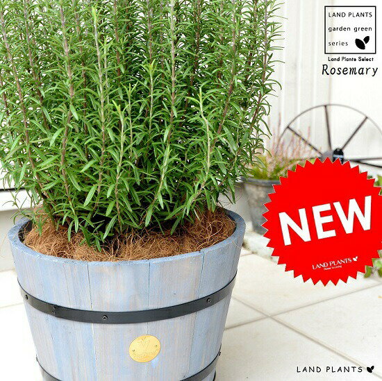 ローズマリー ウッドバレル ハーブ プランター 灰色 立性 観葉植物 鉢植え 苗 苗木 鉢植え ローズマリ ハーブ ハーヴ 木製プランター 灰 グレー ココヤシファイバー 観葉植物 送料無料 ランドプランツ樽型デザインの木製鉢 ローズマリ 植物にやさしい ウッドプランター