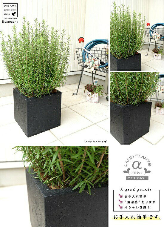 ローズマリー（大型） ファイバー キューブ ポット 黒色 鉢植え 軽量 株立ち トネ...