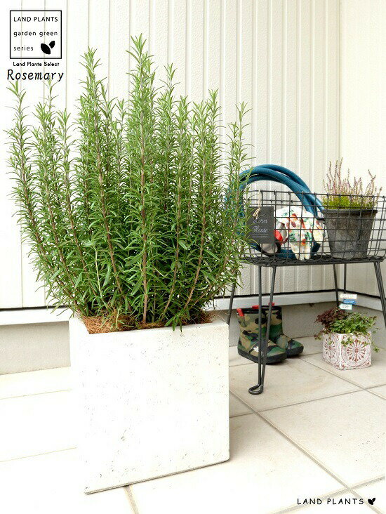 �������ޥ꡼���緿�� �� �ե����С� ���塼�� �ݥå� ȭ���� ���� ��Ω�� �ȥͥꥳ FIBER CLAY�ʥե����С����쥤�� ȭ �� �ۥ磻�� ������ �ͳ� �������� �� ���� �緿 ���� ���տ�ʪ Ω�� ȭ���� �� ���� �������ޥ� �ϡ��� �ϡ��� ����̵��