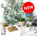 オリーブの木 (白色) ファイバー キューブ 陶器鉢 鉢植え 軽量 株立ち FIBER CLAY(ファイバークレイ) 鉢 白 ホワイト 正方形 四角 スクエア ...