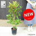 ベニカナメモチ (レッドロビン) 6号 苗ポット 100cm前後 鉢植え 生垣用 苗 苗木 植木 庭木 生垣 ベニカナメ かなめもち セイヨウカナメ 紅要黐 観...