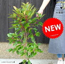 ベニカナメモチ (レッドロビン) 6号 苗ポット 100cm前後 鉢植え 生垣用 苗 苗木 植木 庭木 生垣 ベニカナメ かなめもち セイヨウカナメ 紅要黐 観...
