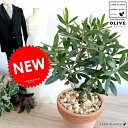 オリーブ (オレンジ) イタリアン テラコッタ 素焼鉢 植木鉢 オリーブの木 苗 苗木 鉢 植木 観葉植物 送料無料 庭木 挙式用 結婚式