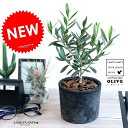 オリーブ (黒色)モスポット シリンダー型 テラコッタ【バークチップ・育て方】 植木鉢 オリーブの木 苗 苗木 鉢 植木 素焼 観葉植物 庭木 挙式用 結婚式 ...