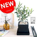 オリーブ (黒色)キューブ型 陶器鉢 Sサイズ 植木鉢 オリーブの木 苗 苗木 鉢 植木 観葉植物 庭木 挙式用 結婚式 黒 ブラック スクエア 四角 正方形
