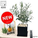 オリーブ (黒色) 中型 キューブ 陶器鉢 Mサイズ 植木鉢 オリーブの木 苗 苗木 鉢 植木 観葉植物 庭木 挙式用 結婚式 黒 ブラック スクエア 四角 正...