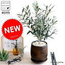 オリーブ 中型 ウッド風 ペイント陶器鉢 Mサイズ 植木鉢 オリーブの木 苗 苗木 鉢 植木 観葉植物 庭木 挙式用 結婚式 茶 こげ茶 ダークブラウン ブラウ...