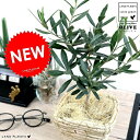 オリーブ バナナリーフ 鉢カバー (クリーム色)スクエア型 オリーブの木 苗 苗木 鉢 植木 バスケット かご 籠 観葉植物 庭木 挙式用 結婚式 ベージュ オ...