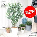 ユーカリ(グニー) 8号 白色 セラアート 鉢植え 大型 ポリアンセモス ユーカリの木 ユーカリプタス フトモモ 鉢 苗 苗木 白 ホワイト 丸 ハートの葉 観...